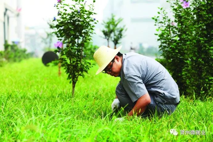 (2) 绿化员,不限1人,年龄18-40岁,初中学历以上,月薪2900元,工作