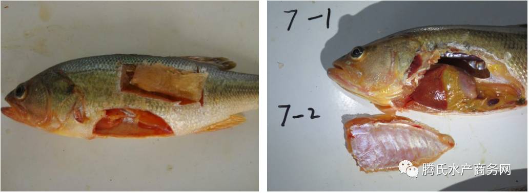 相对正常的鱼体色,肌肉,鳍条等均未见异常发黄现象,解剖外观有的鱼