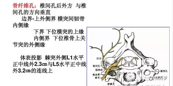 腰椎及腰部的解剖