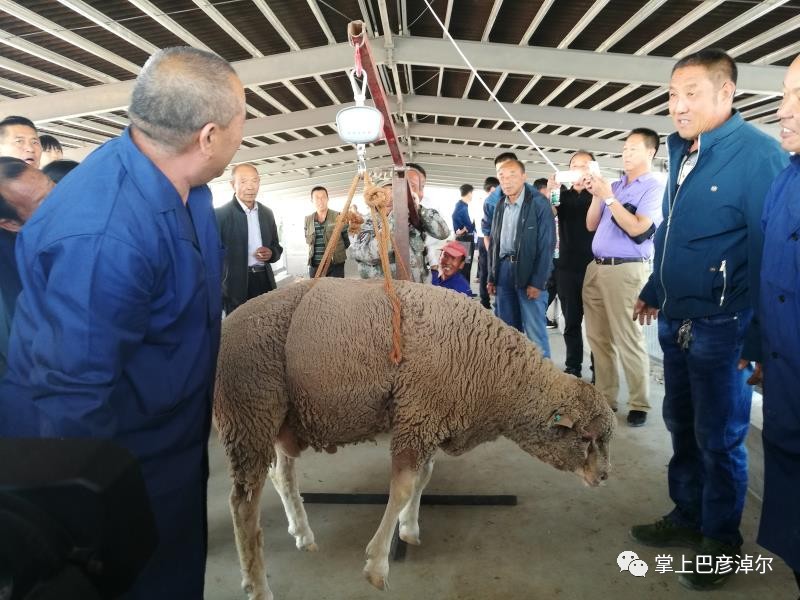 羊王羊后长啥样看临河种羊选美大赛剪羊毛大赛精彩视频