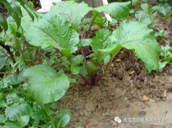 紫菜苔栽培有诀窍!