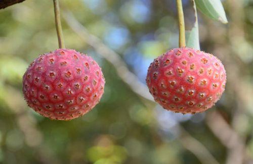 野荔枝果1春花秋实.