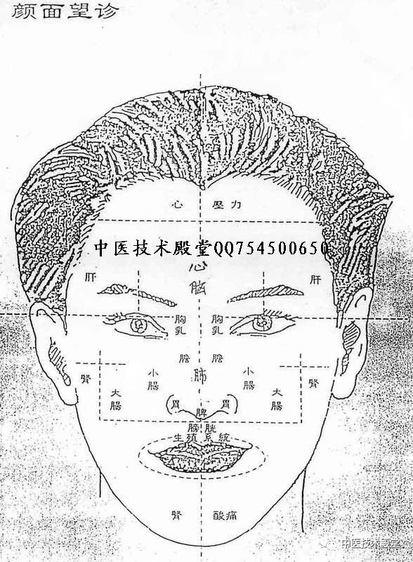 望诊基础:脏腑在面部有分布(两图参考灵活应用)