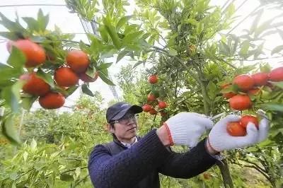 我国水果种植业的五大风险!