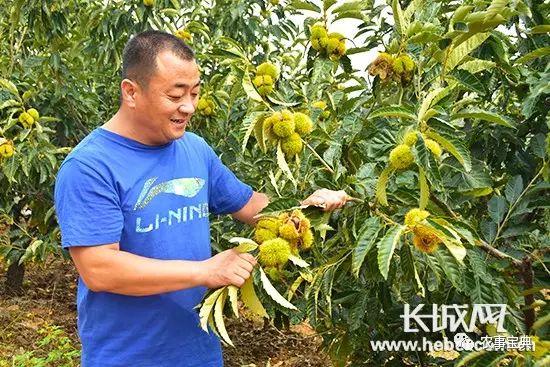 迁安荒山上结出"金疙瘩 板栗铺就致富路