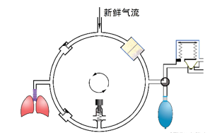 碳呼吸是什么原理_碳达峰碳中和是什么(2)