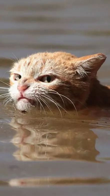 一只被台风强迫游泳的猫,边游边给主人这样一个眼神,好气啊!