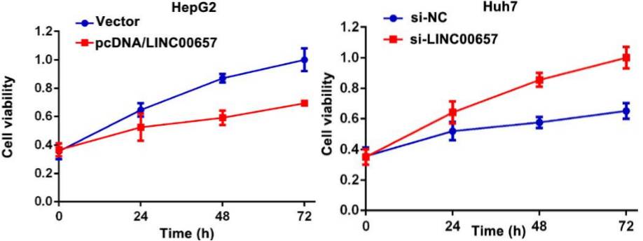其显著抑制了hepg2细胞的增殖;而在huh7中敲减linc00657后,cck8技术