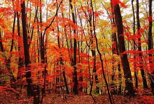 去看五角枫!第二届通辽·乌旦塔拉国际枫叶节10月15日