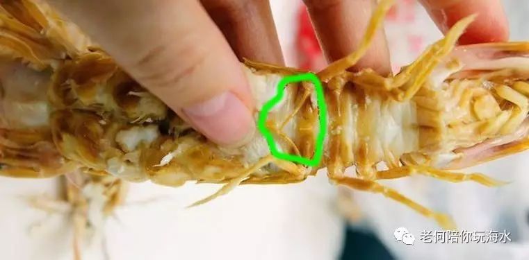 螳螂虾如何分公母和繁殖 螳螂虾属于雌雄异体,分辨螳螂虾的公母很简单