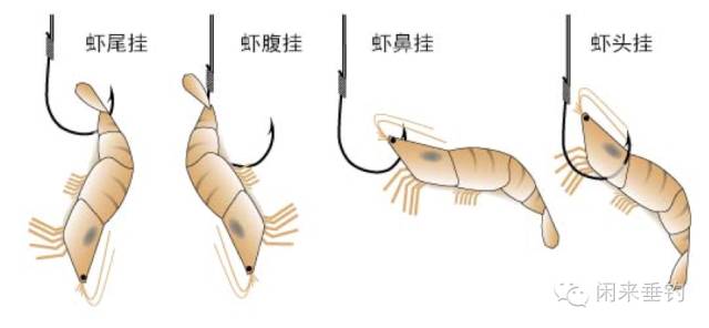 1,活虾挂法海钓中,为了避免诱饵轻易掉落造成跑鱼或被流水冲走,海钓