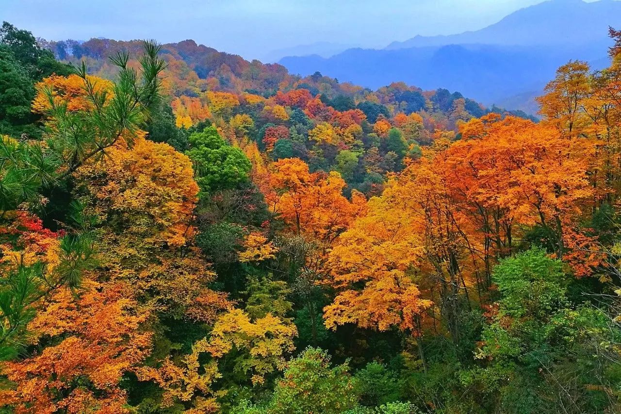 看万山红遍,层林尽染!