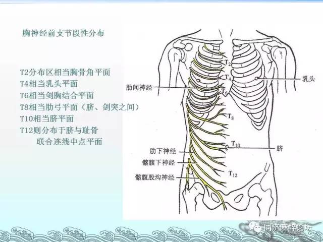 神经图谱史上最全神经彩色图谱一文记住颈丛臂丛腰丛骶丛胸神经