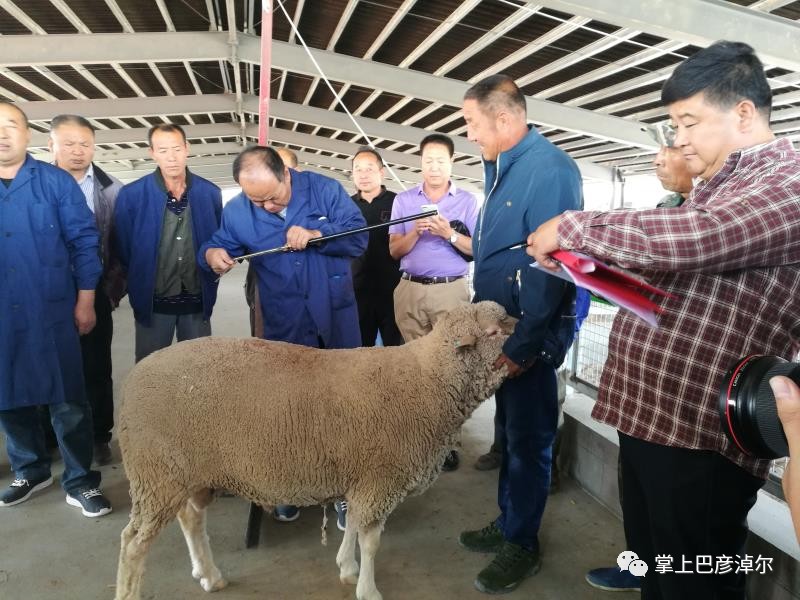 羊王羊后长啥样看临河种羊选美大赛剪羊毛大赛精彩视频