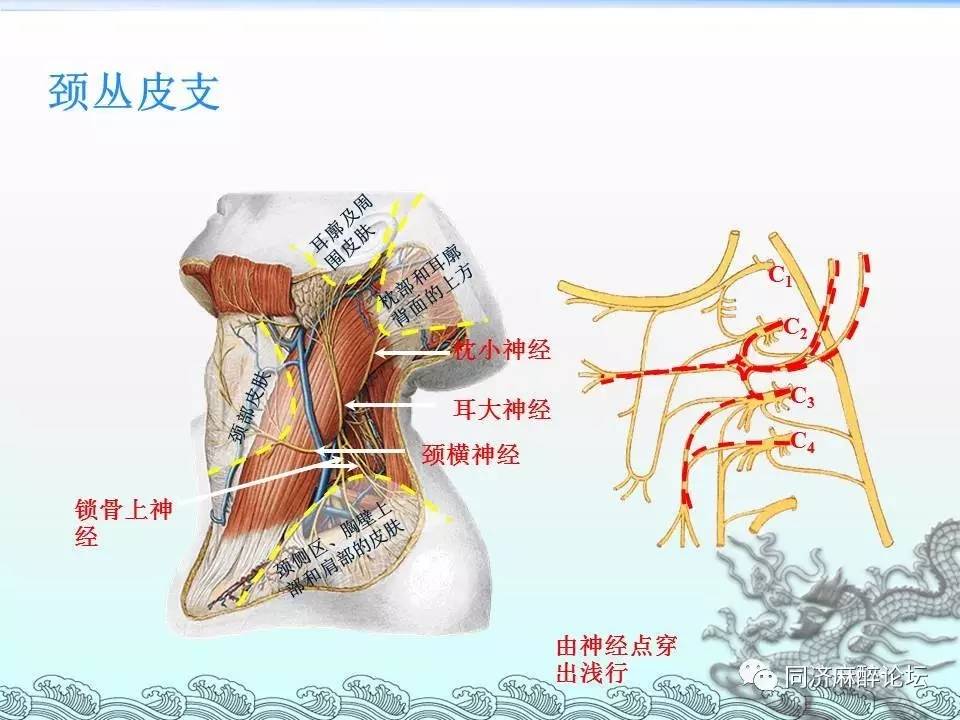 神经图谱史上最全神经彩色图谱一文记住颈丛臂丛腰丛骶丛胸神经