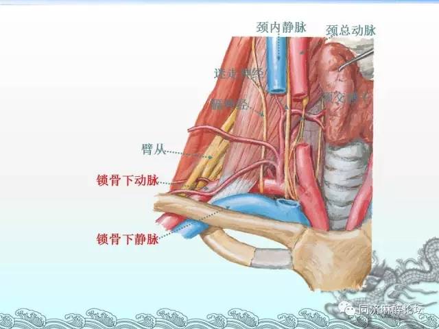 神经图谱史上最全神经彩色图谱一文记住颈丛臂丛腰丛骶丛胸神经