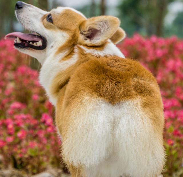 柯基犬贵吗五大因素决定价格高低