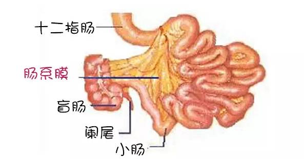 反复感冒带来的病毒,就是引起"肠系膜淋巴结炎"造成腹痛的原因之一.