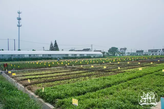 "共享农场"强势登陆上海啦!还能一键送菜上门!