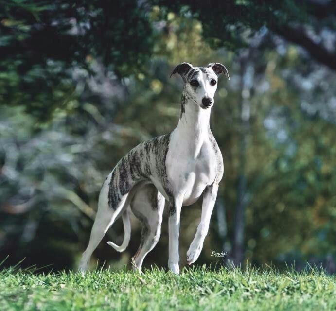 狗中的法拉利惠比特犬短跑赛中的佼佼者