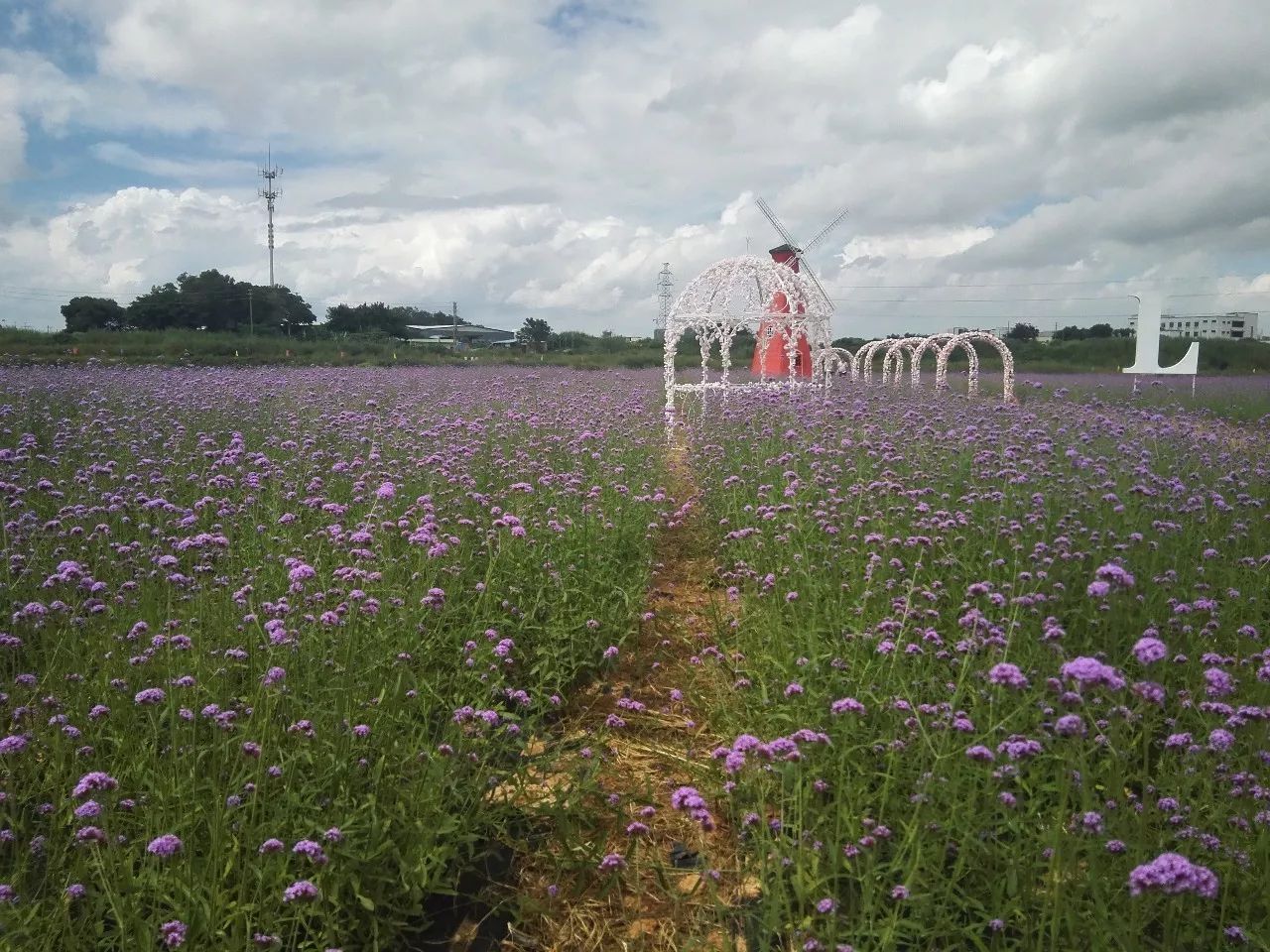 双节好去处9月29日桥头缤纷四季花海开园迎客