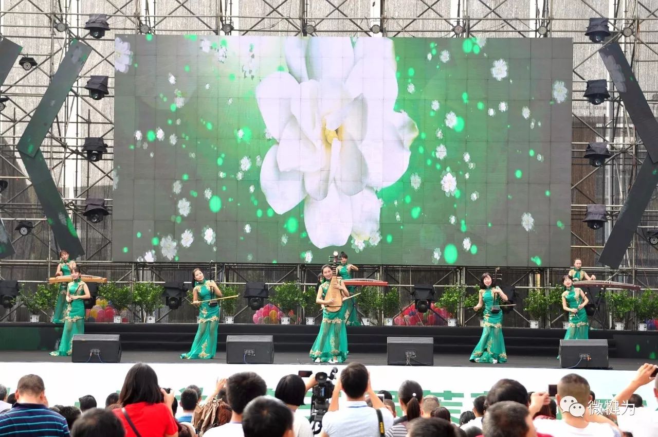 犍为:茉莉花儿,香飘飘!