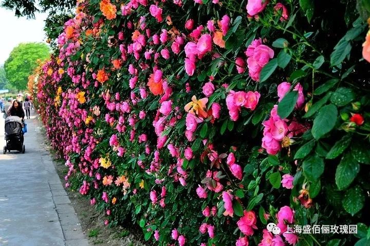 一墙芬芳,打造属于你的月季花海