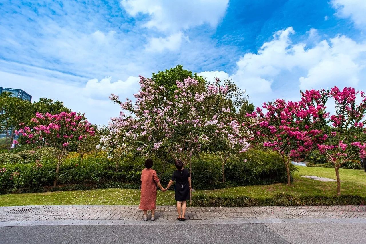 花枝招展紫薇公园在哪里?最美紫薇大道是哪条?点这里