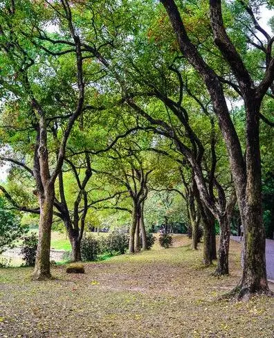 樟树是我国南方的常见树种,阴郁能遮暑气,香馨可驱蚊虫,实为不可多得