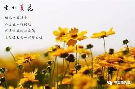 生如夏花小毛虫班夏天诗词主题晨诵课程