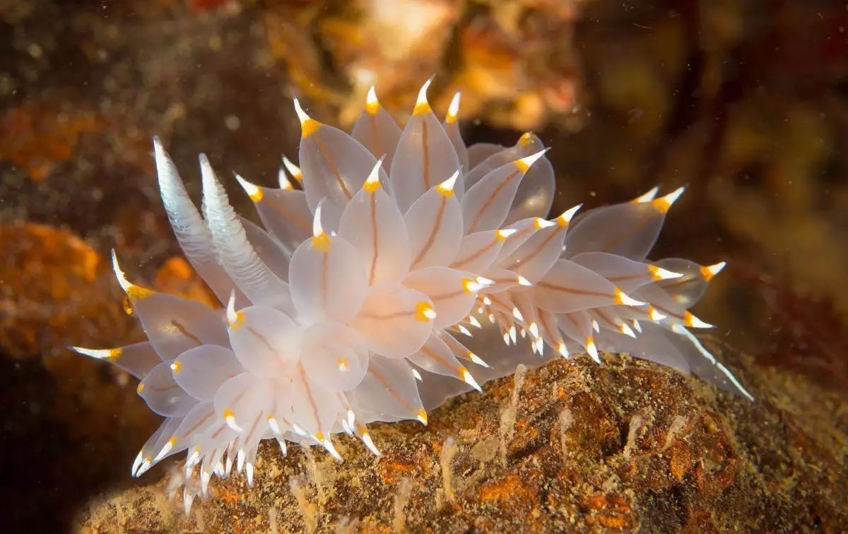 海洋生物究竟有多萌看完想领回家养着