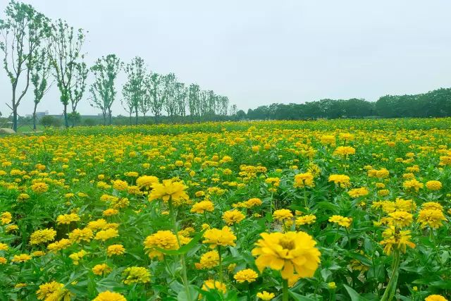 无为人注意:十一去看国际大马戏,赏百合花海,享草原音乐节!