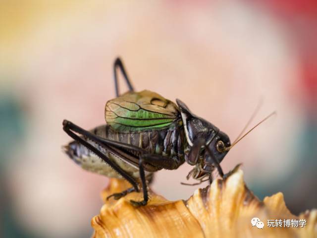 养秋虫赏虫声玩味秋虫10月1日