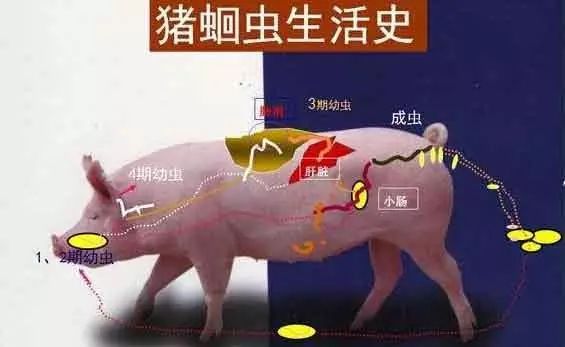 「连载二」猪不同寄生虫病在临床中的典型症状