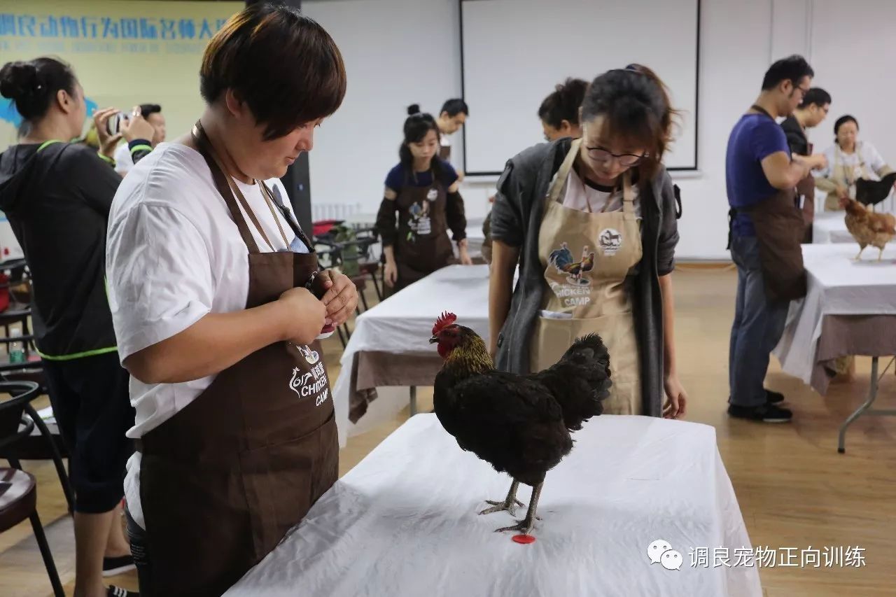 训鸡营 所有最基础的,才是最重要的