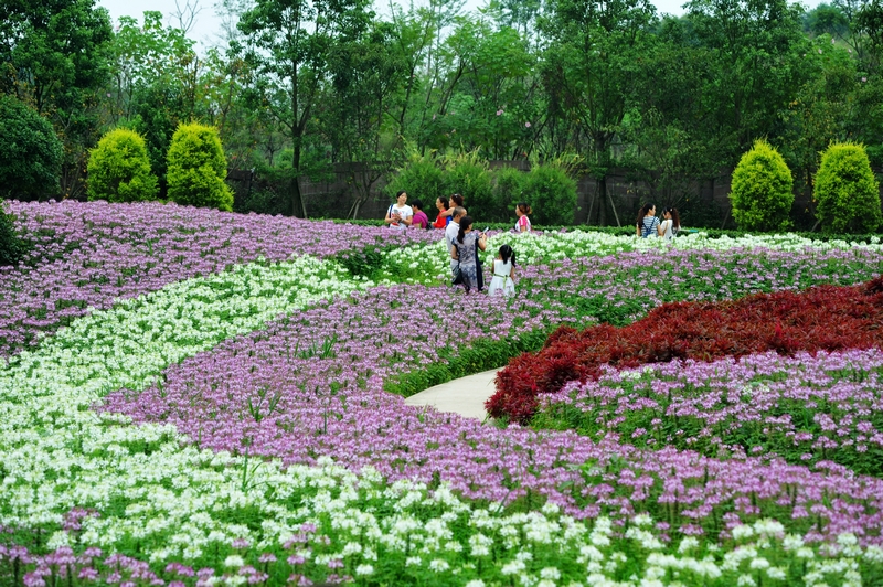 成都市民国庆旅游好去处 第五届花舞人间百合花节开幕