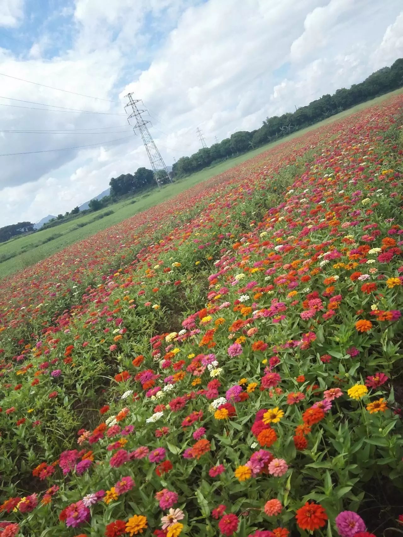 双节好去处9月29日桥头缤纷四季花海开园迎客