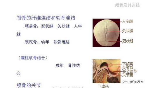 颅骨解剖彩色图文