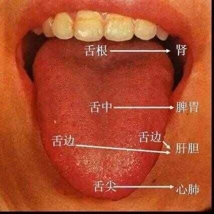 对舌苔的观察是中医诊断疾病的重要依据之一,历来为医家所重视.