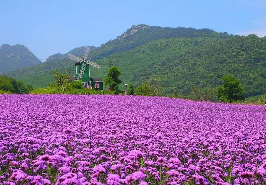 【十一近郊游】十一小长假苹果采摘 紫云花汐薰衣草庄园,浪漫亲子1