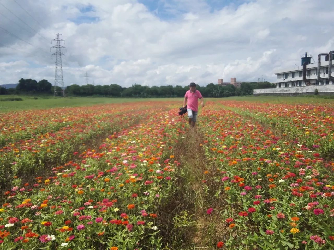 双节好去处9月29日桥头缤纷四季花海开园迎客