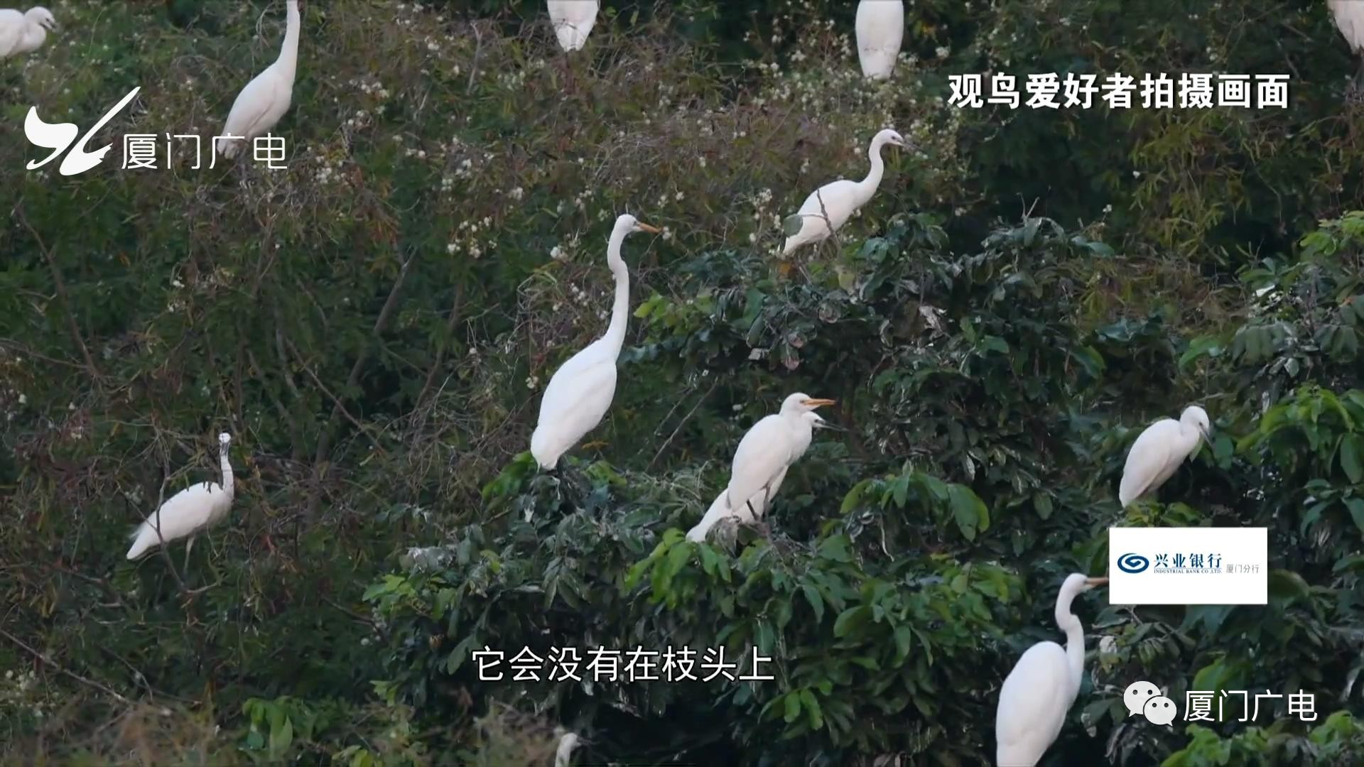 翔安惊现一处新白鹭"天堂"!夕阳西下百鸟归巢