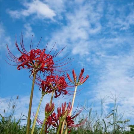 彼岸花真的是"不吉利"的花吗?