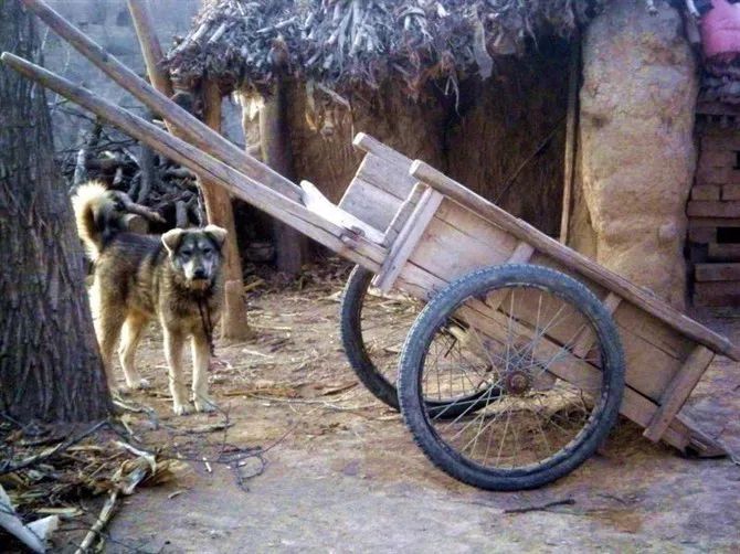 架子车,是非机动车时代农村最为重要的运输工具,可人拉,也可套马,牛