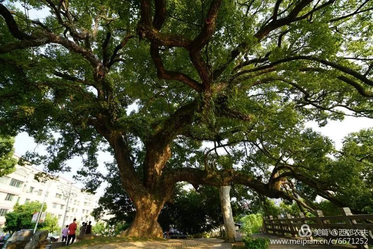 千年瓷都德化:青山围绕,古树庇荫