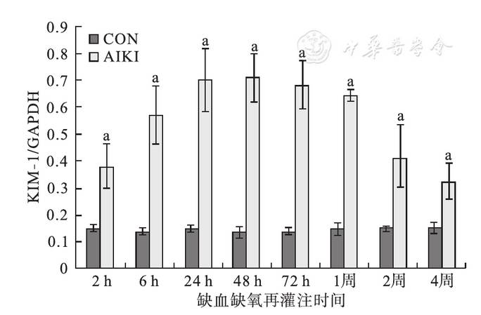 图4b 肾损伤分子-1与gapdh的积分灰度值比值