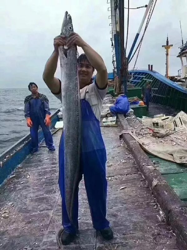 舟山渔民捕获特大带鱼王足足185米长简直成精了