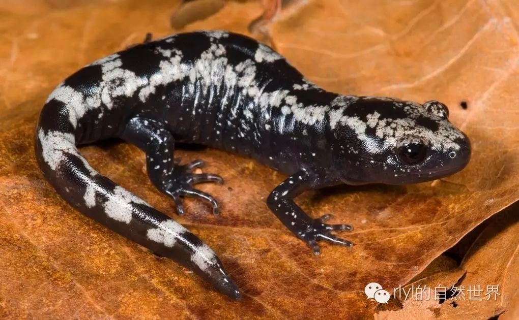 精致的小萌物云石蝾螈marbledsalamander