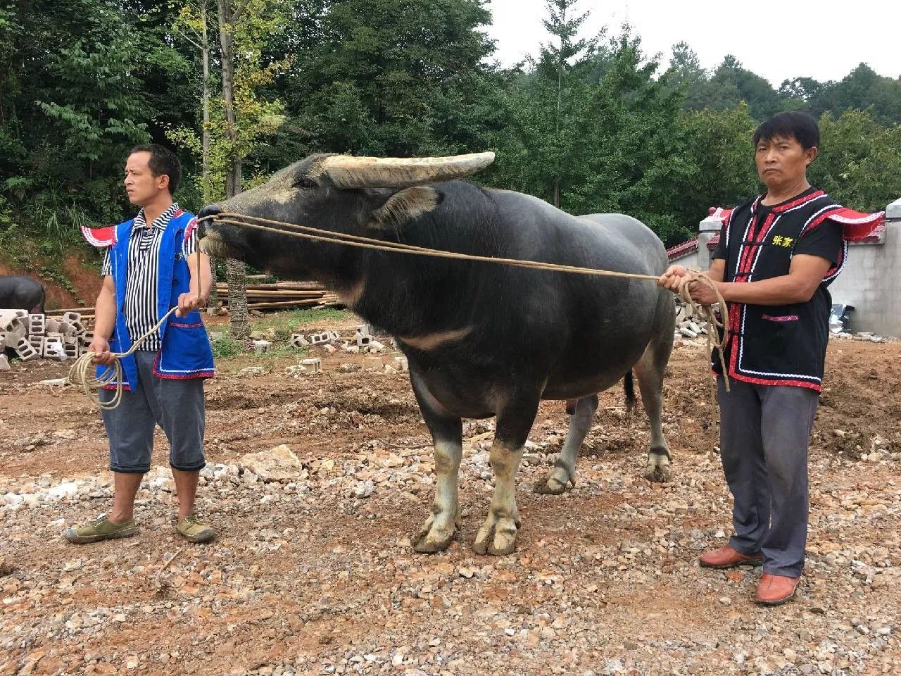 牛牛们的战士名字也是个个霸气十足:小擎天柱,火箭一号,神州五号,小