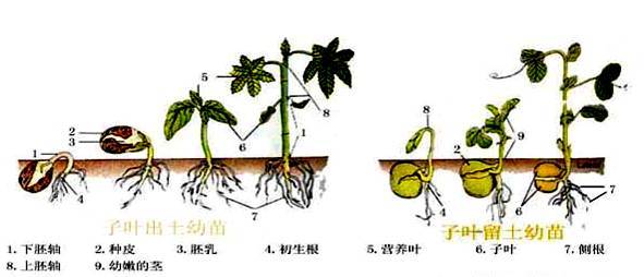 形成幼苗时,若下胚轴伸长,把 子叶和胚芽推出土面,即形成子叶出土幼苗